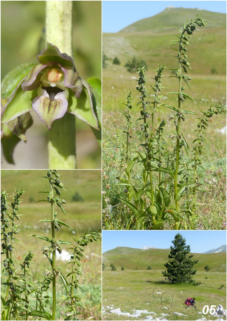 Epipactis da classificare: Campo Imperatore (AQ) luglio 2023.